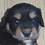 mix0414_b ミックス MIX 子犬販売 専門店