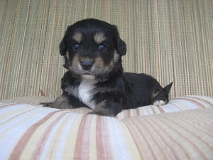 mix0414_b1 ミックス 子犬 ハーフ 販売 ブリーダー