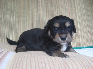 mix0414_b2 ミックス 子犬販売 ハーフ 犬 MIX 雑種