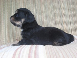 mix0414_b3 ミックス 子犬 ハーフ ペットショップ 販売