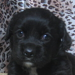 ミックス　コーギー　アメリカンコッカー　ハーフ