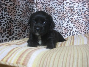 ミックス　ハーフ　子犬　ブリーダー