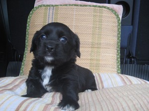 ミックス　ハーフ　子犬　雑種　MIX