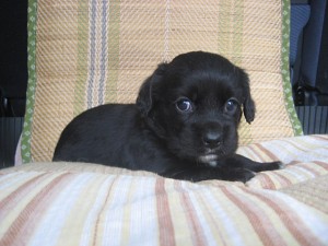 ミックス　ハーフ　MIX　子犬　販売