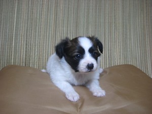 パピヨン　仔犬　販売