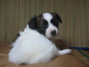 パピヨン　ペットショップ