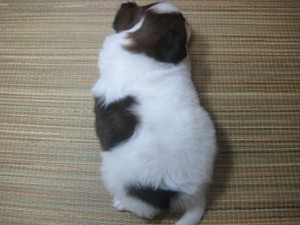 パピヨン　子犬販売　専門店