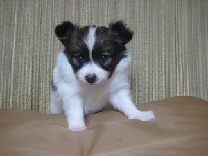 パピヨン　子犬