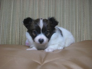 パピヨン　子犬販売