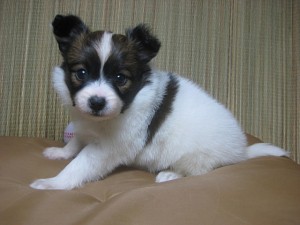 パピヨン　ペット　販売