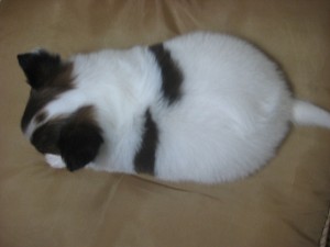 パピヨン　パピー　購入