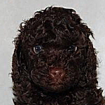 トイプードル　ブラウン