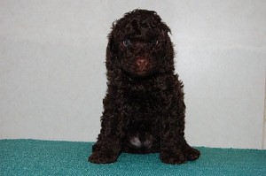 トイプードル　ブラウン　ブリーダー　子犬販売　専門店