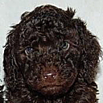 トイプードル　ブラウン