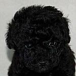 トイプードル　シルバー