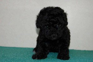 トイプードル　シルバー　ブリーダー　子犬販売　専門店