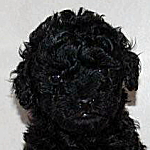 トイプードル　シルバー