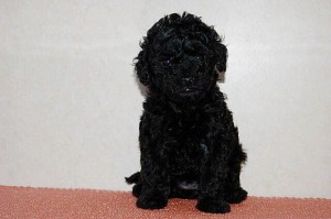 トイプードル　シルバー　女の子　子犬販売　専門店　ブリーダー