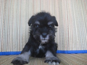 shuna0425_a1 ミニチュアシュナウザー ブラック&シルバー ブリーダー 子犬