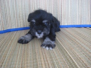 shuna0425_a3 ミニチュアシュナウザー 仔犬 ペットショップ 販売 神奈川県横浜市