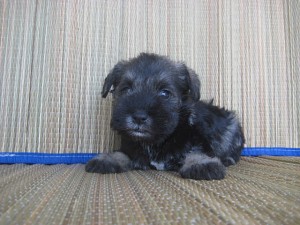 shuna0425_b2 Mシュナウザー ペットショップ 子犬 購入