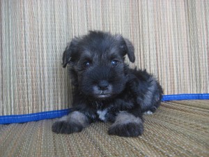 shuna0425_b3 ミニチュアシュナウザー 子犬 ペットショップ 神奈川県