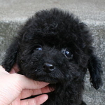 トイプードル　ブラック
