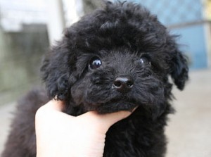 トイプードル　ブラック　子犬