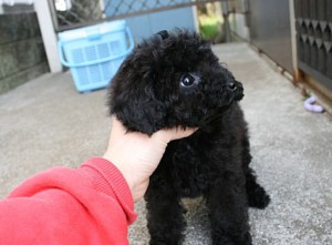 トイプードル　ブリーダー　ケイヒンミモト　チャンピオン