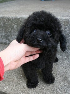 トイプードル　血統優秀　JKC　チャンピオン　タイトル