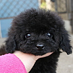 teacup0323_b トイプードル ブラック