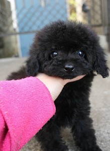 teacup0323_b1 トイプードル ブリーダー 子犬