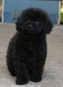 teacup0323_b2 トイプードル 子犬販売 AngelWan