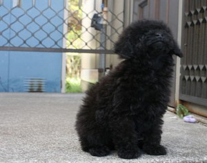 teacup0323_b3 トイプードル 小ぶり 子犬