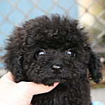 teacup0323_c トイプードル ブラック