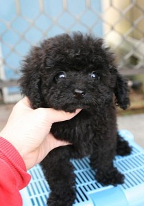 teacup0323_c1 トイプードル タイニーサイズ ブリーダー