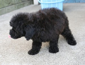 teacup0323_c2 トイプードル 小ぶり 子犬販売