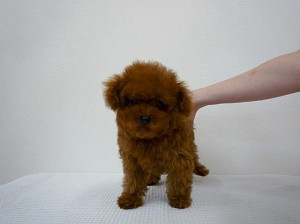 トイプードル　ティーカップ　小ぶり