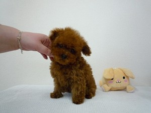 トイプードル　極小　ティーカップ