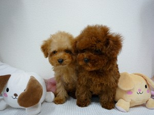 ティーカップ　兄妹　テディベア　ぬいぐるみ