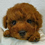 ティーカップ予想　トイプードル　濃いめレッド