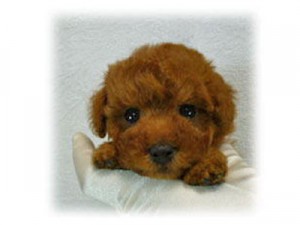 トイプードル　ティーカップ予想　女の子