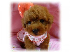 トイプードル　ティーカップ予想　子犬