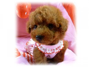 トイプードル　ティーカップ予想　極小