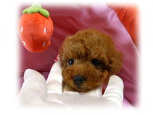 トイプードル　ティーカップ予想　ディープレッド