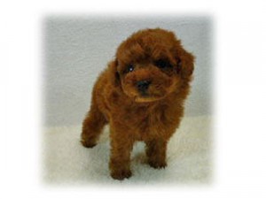 トイプードル　ティーカップ　ドアーフタイプ