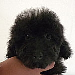 トイプードル　ブラック