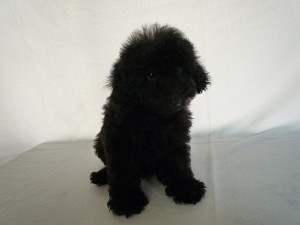 トイプードル　小ぶり　子犬販売