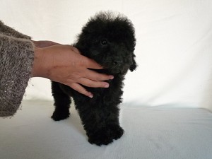 トイプードル　子犬販売　ブリーダー