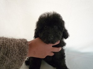 トイプードル　子犬販売　ブリーダー
